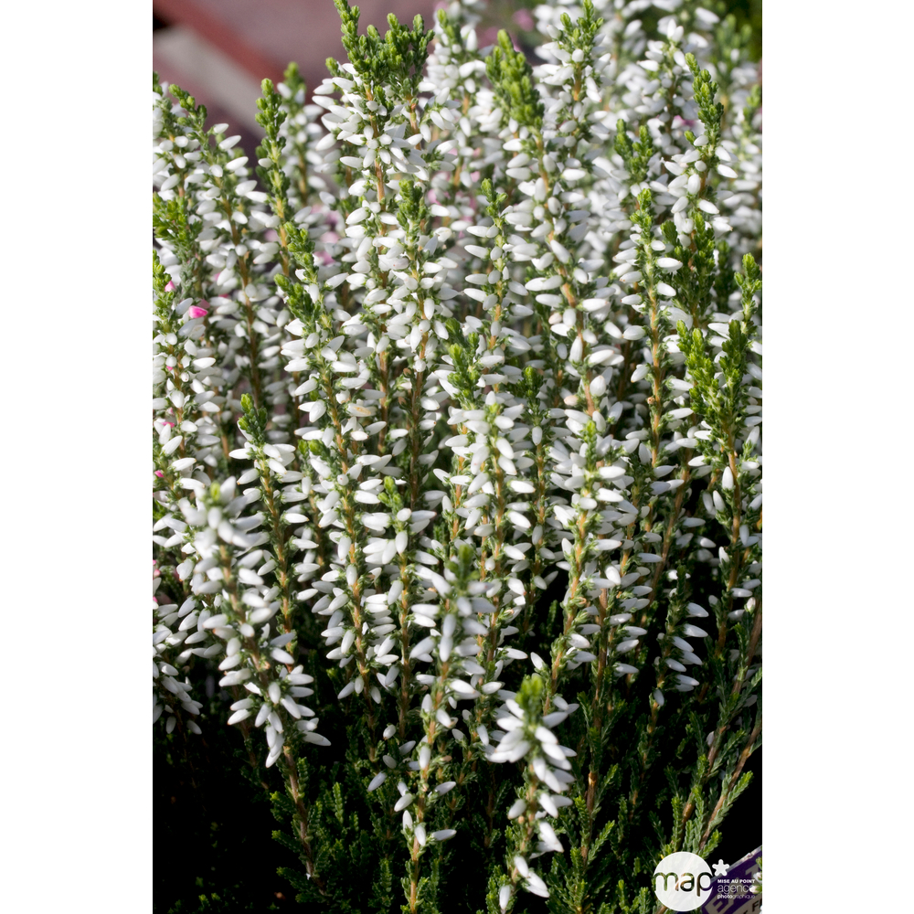 Calluna vulgaris 'Alicia':conteneur 1 litre