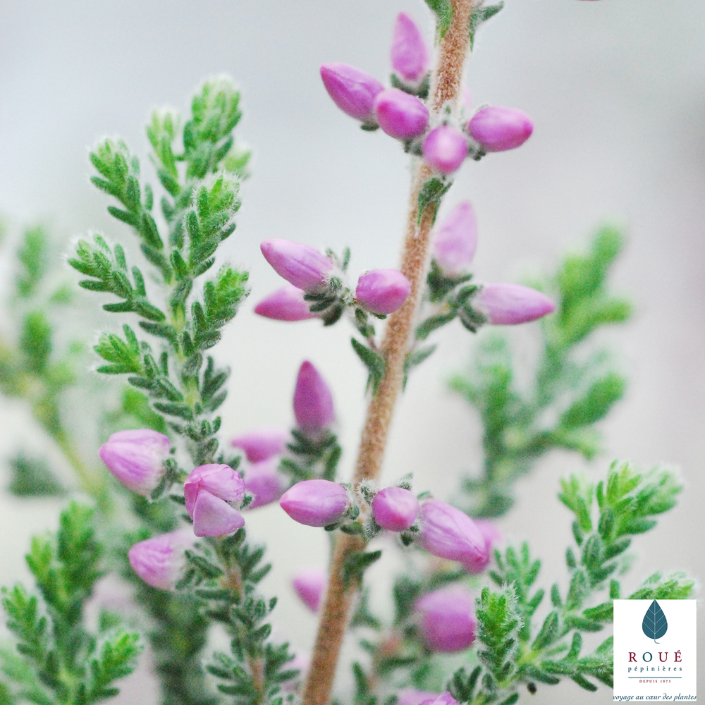 Calluna vulgaris 'Silvana':conteneur 1 litre