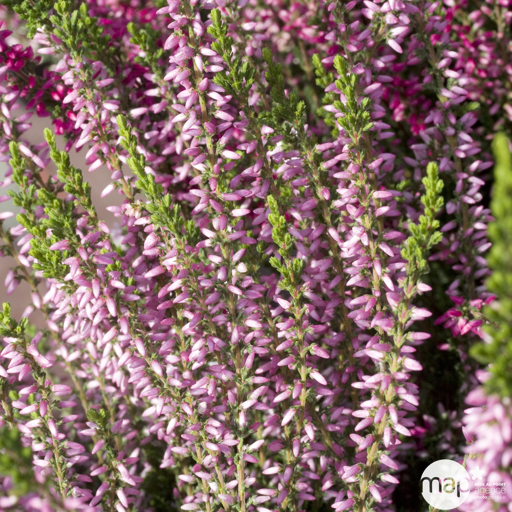 Calluna vulgaris 'Rosita':conteneur 1 litre