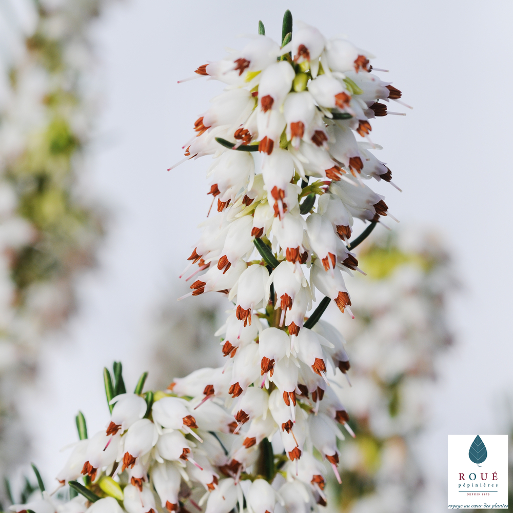 Erica x darleyensis 'White Glow' : conteneur 2 litres