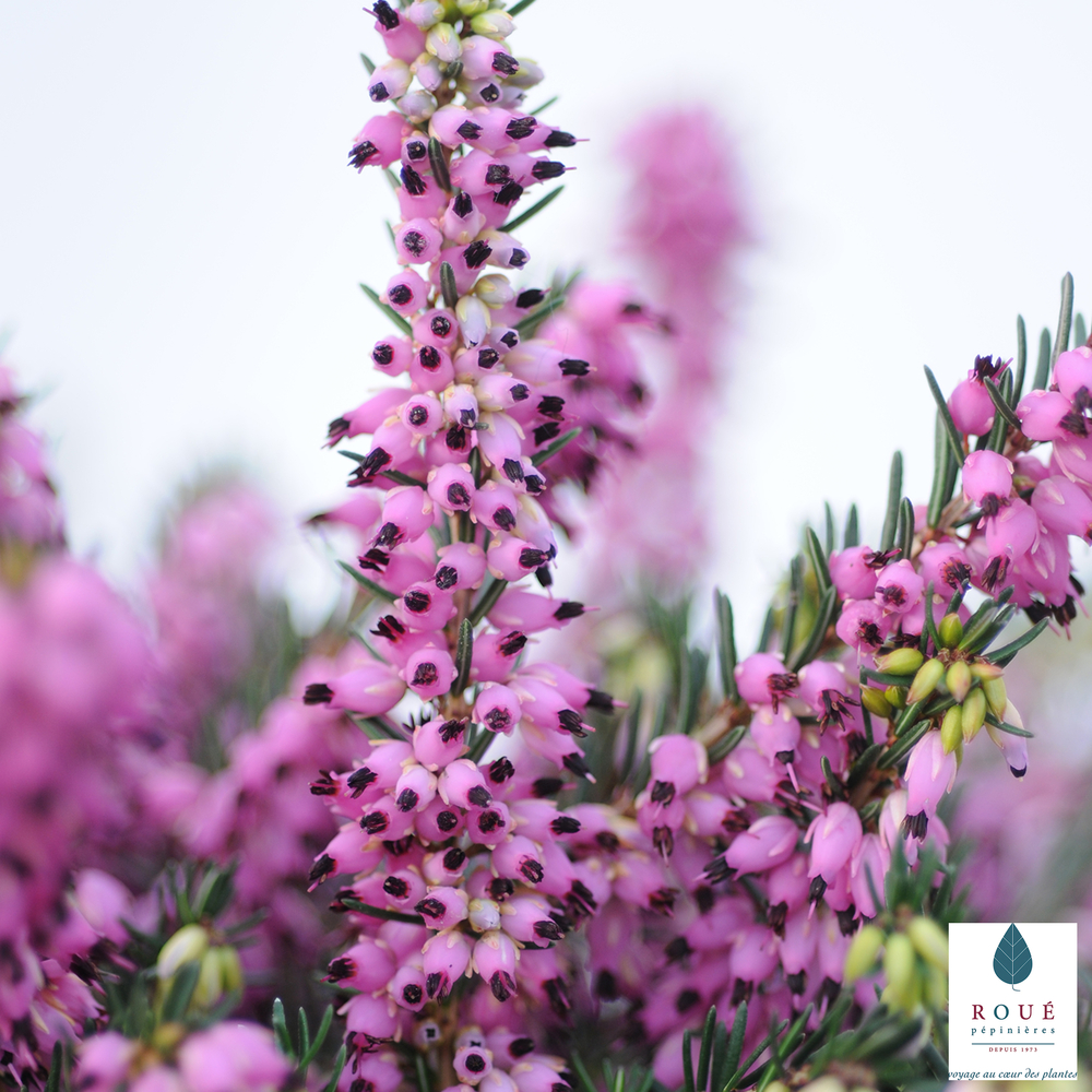 Erica x darleyensis 'Kramer's Rote' : conteneur 2 litres