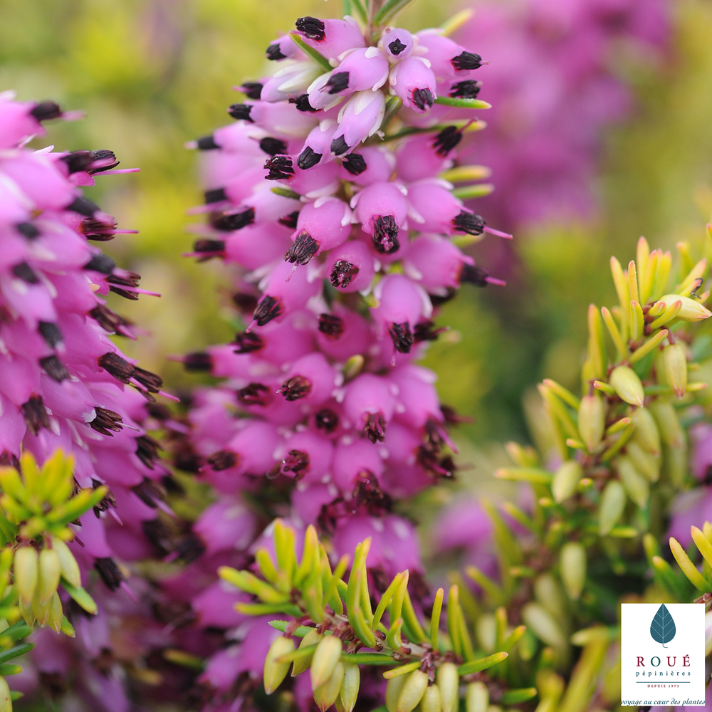 Erica x darleyensis 'Eva GoldÂ®':pot 2L