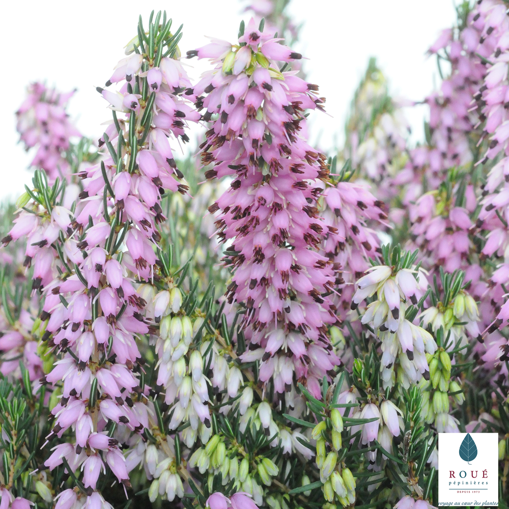 Erica darleyensis : conteneur 2 litres