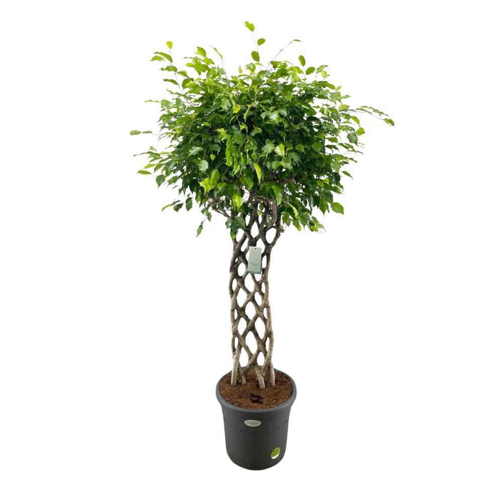 Ficus Exotica tige tressé : D40cm