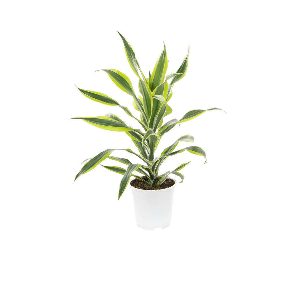 Dracaena Lemon Lime : 1 touffe, D.17cm