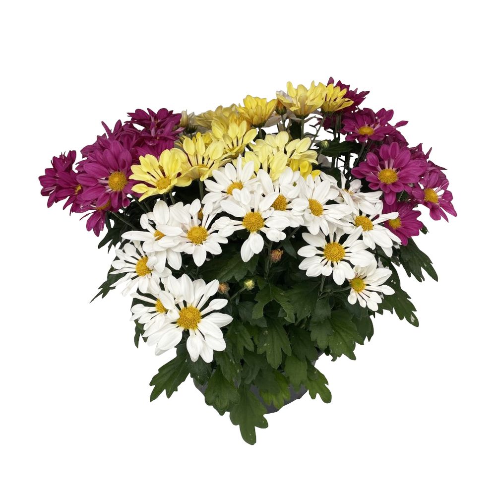Chrysanthème mix : en coupe D. 23 cm
