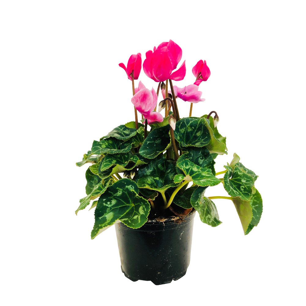 Cyclamen Midi+ ®Pot 0,65L