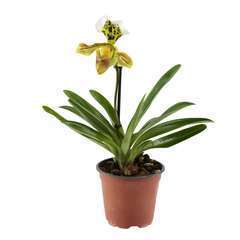 Orchidée Paphiopedilum 1 tige - pot D.12 cm