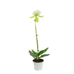 Orchidée Paphiopedilum Maudiae Femma'1 tige - pot D.9 cm