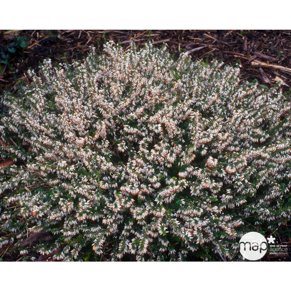 Erica x darleyensis 'White Glow' : ctr 1L
