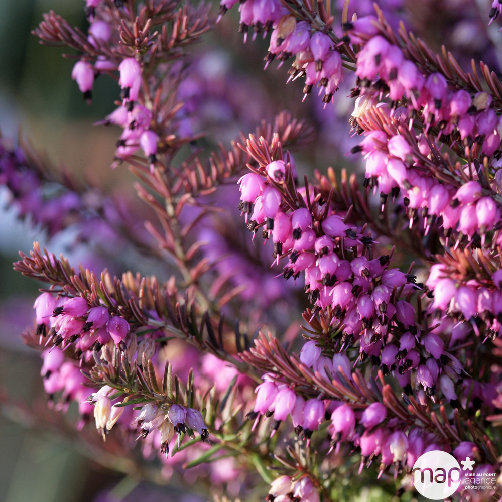 Erica x darleyensis 'Eva Gold®': ctr 1L