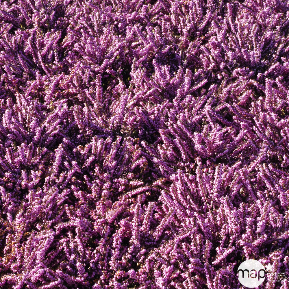 Erica x darleyensis 'Spring Surprise' : ctr 1L