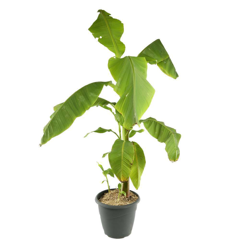 Musa basjoo : ctr 2,4L