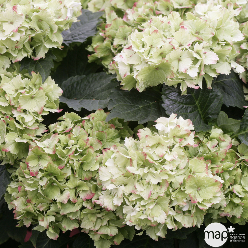 Hydrangea série Magical ® :conteneur 10 litres