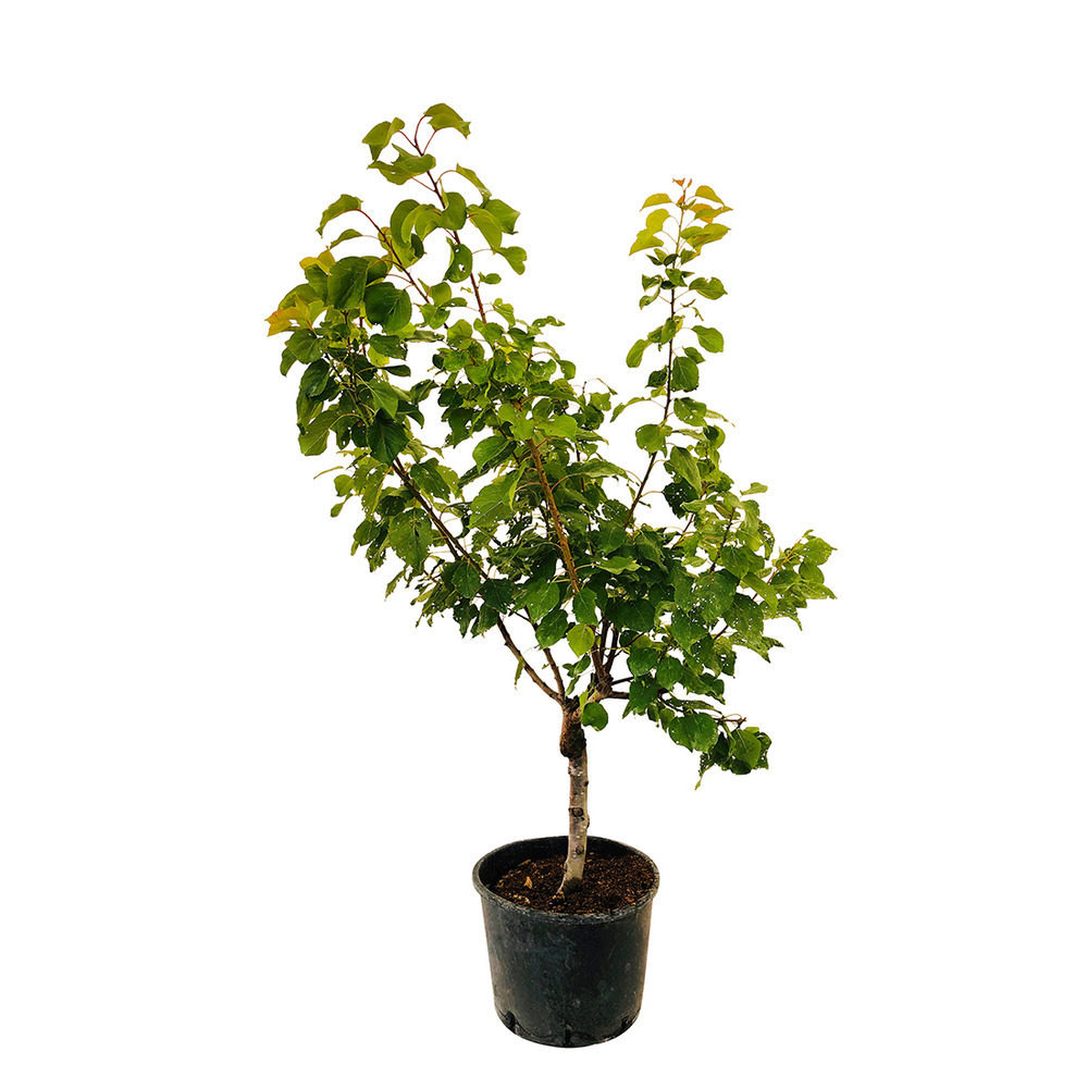 Abricotier Bergeron : fuseau 3ans