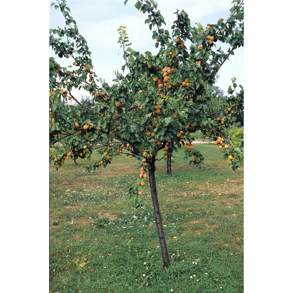 Abricotier Polonais : fuseau 3 ans d'âge