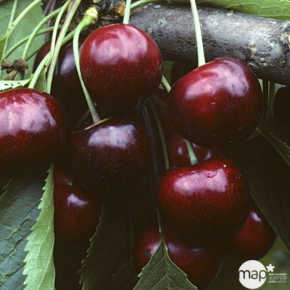 Cerisier 'Burlat', fuseau, conteneur, 20 litres, 3 ans