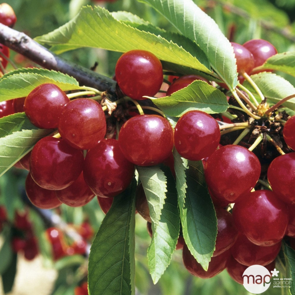 Cerisier cœur de Pigeon : C20L fuseau 3ans d'âge