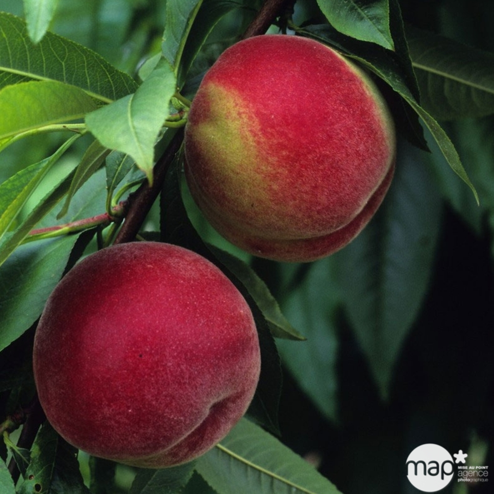 Pêcher à chair blanche Amsden : fuseau 3 ans dâge ctr 20L