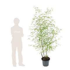 Bambou moyen phyllostachys aurea 150/200 cm: pot de 20 litres