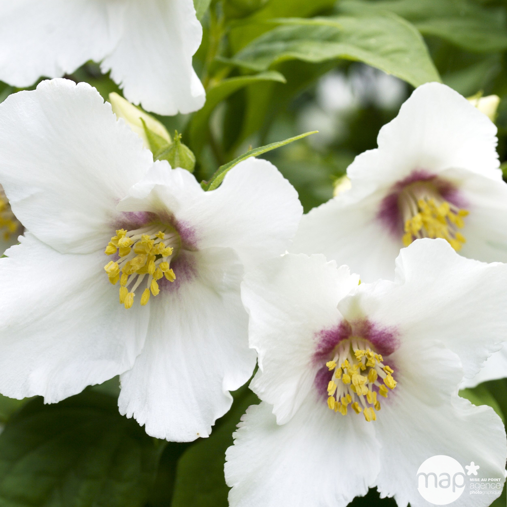 Philadelphus x ' Belle Etoile ' : ctr 15L