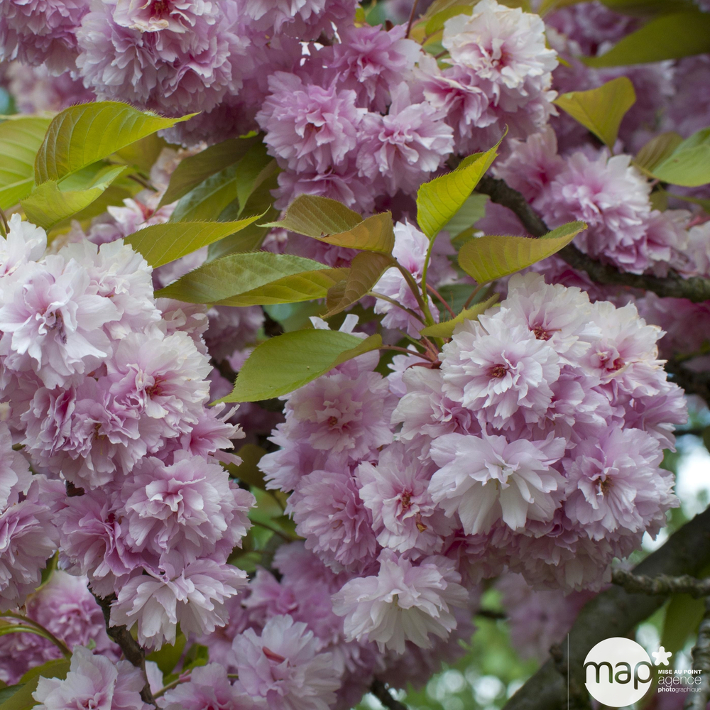 Prunus subhirtella ' Autumnalis Rosea ' :conteneur 6 litres