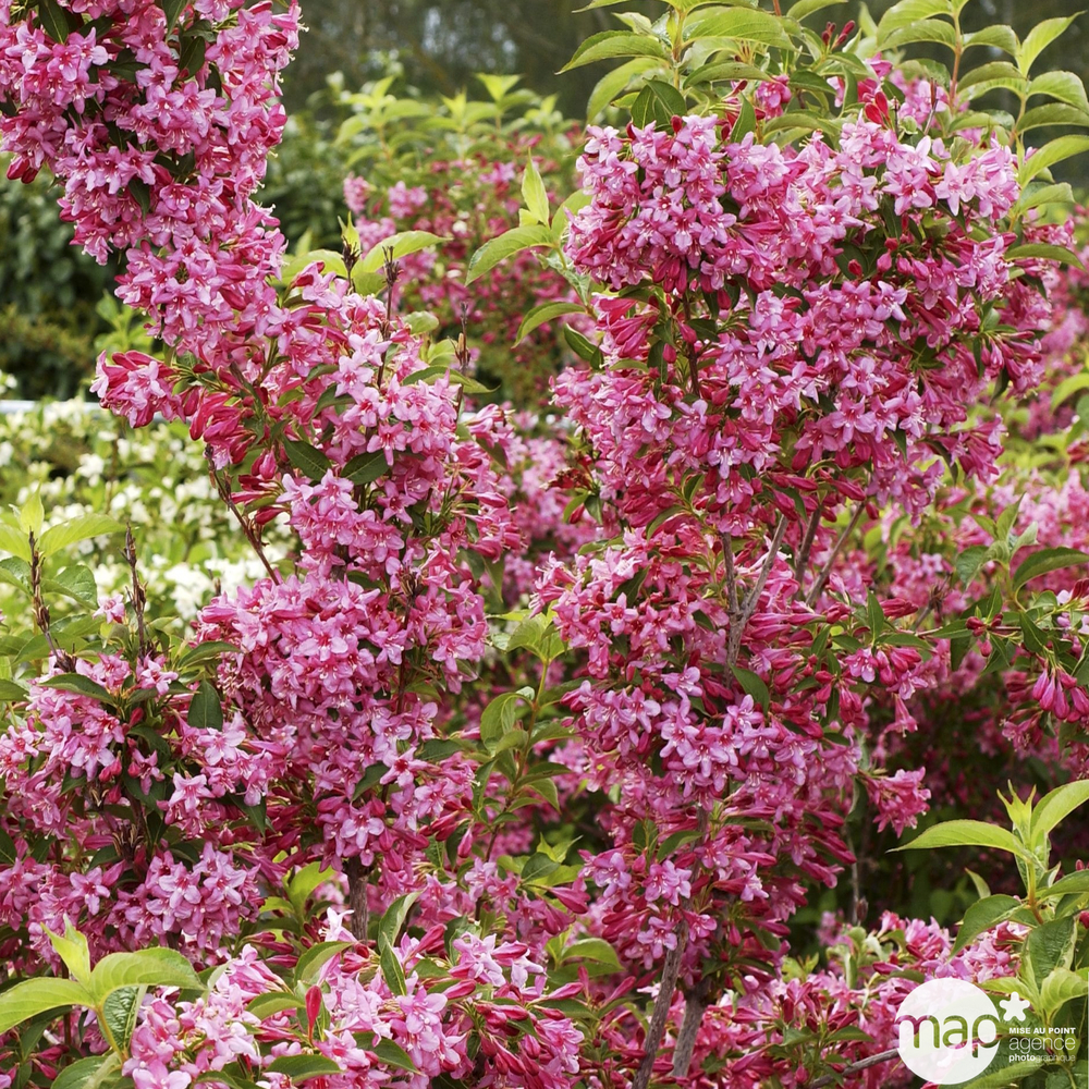 Weigela x ' Stelzneri ' - Pot 15L