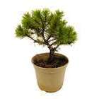 Pinus C. mugo Wintergold : H.20/25 cm, ctr 3L