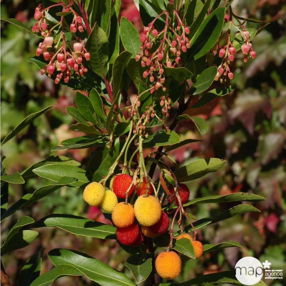 Arbutus unedo 'Roselily' ® :conteneur 4,5 litres