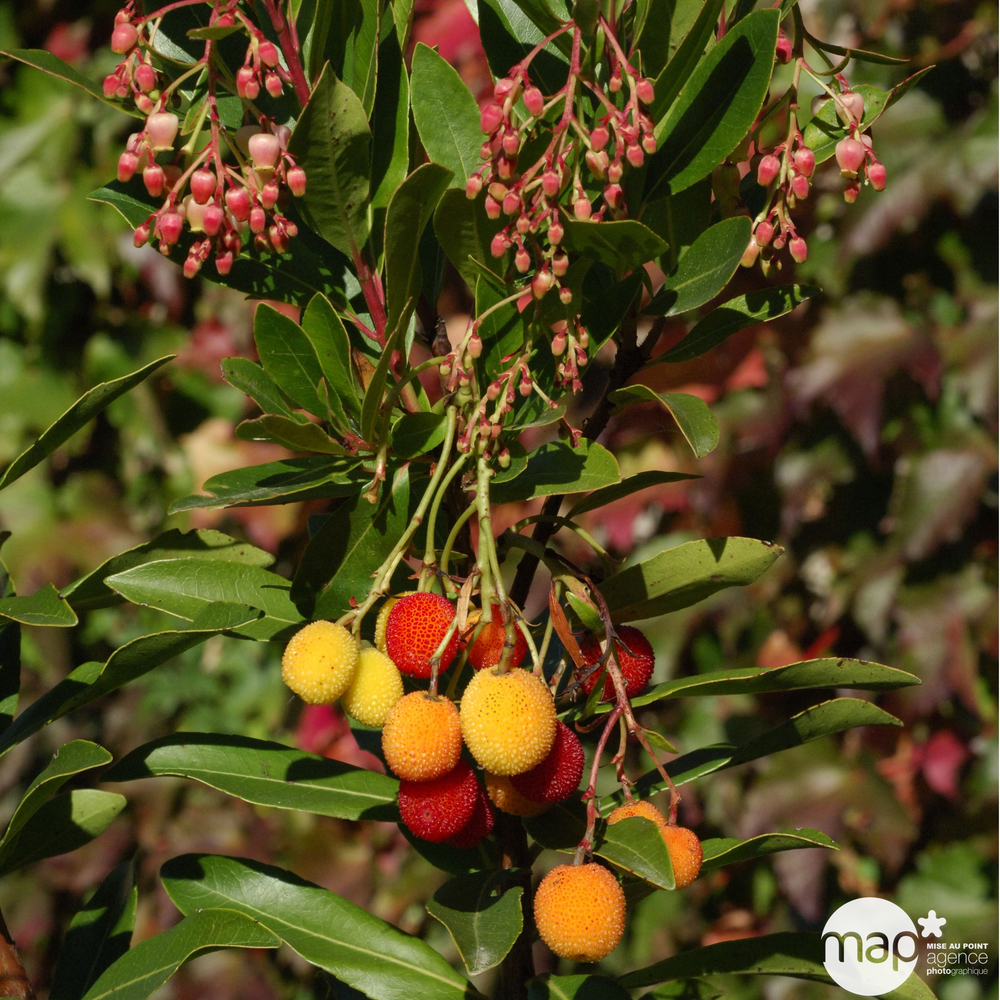 Arbutus unedo 'Roselily' ® :conteneur 10 litres