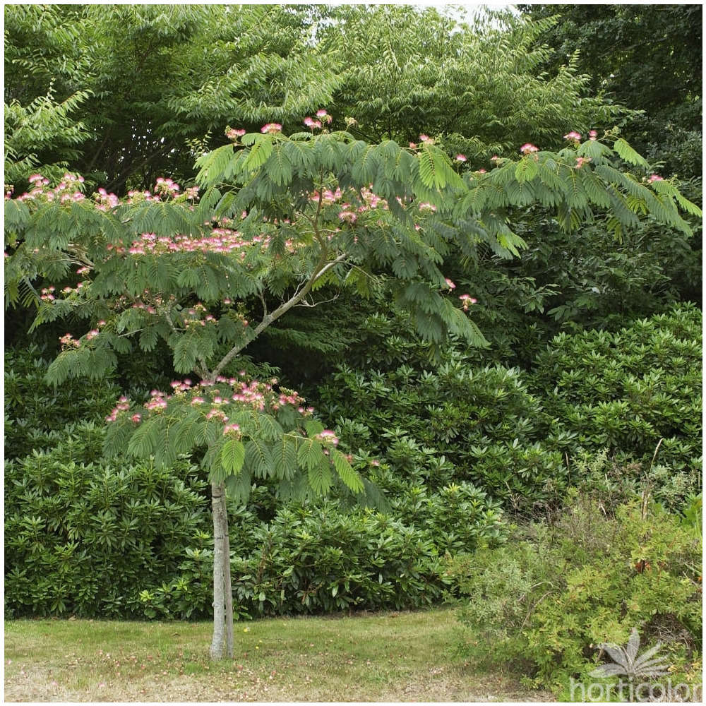 Albizia julibrissin ' Ombrella ': ctr 15L