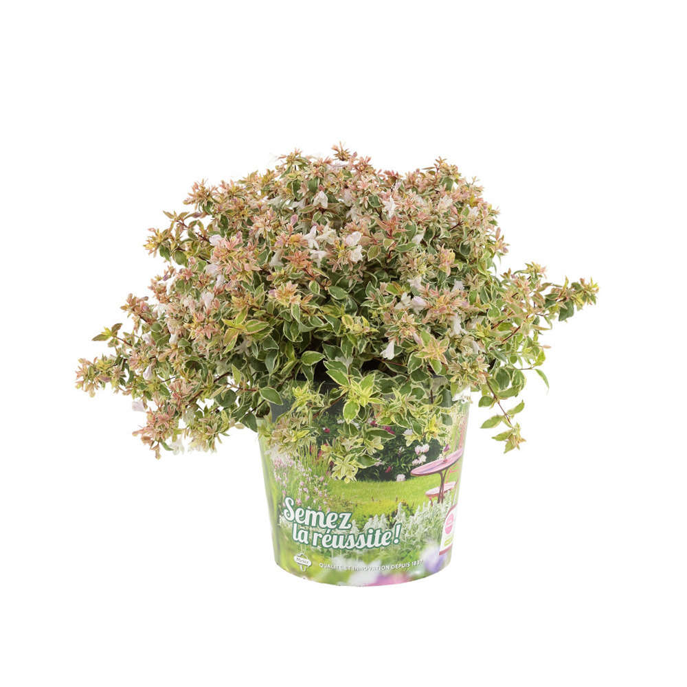 Abelia x grandiflora 'Sparkling Silver '® : conteneur 4,5 litres