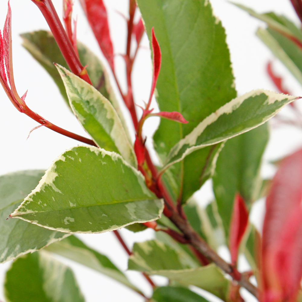 Photinia x fraseri ' Pink Marble ': ctr 10L