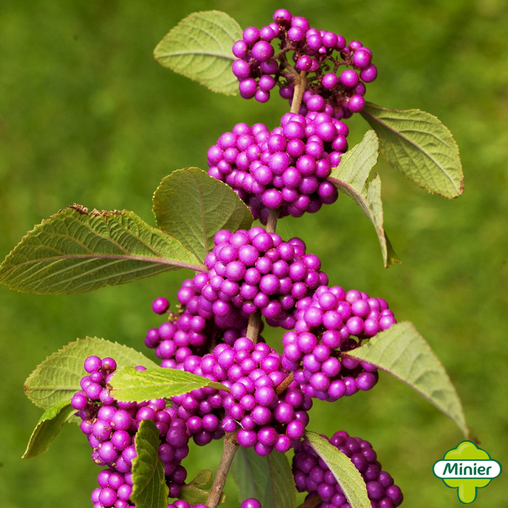 Callicarpa bodinieri 'Imperial Pearl' ® (Minpro2) : pot 4,5L