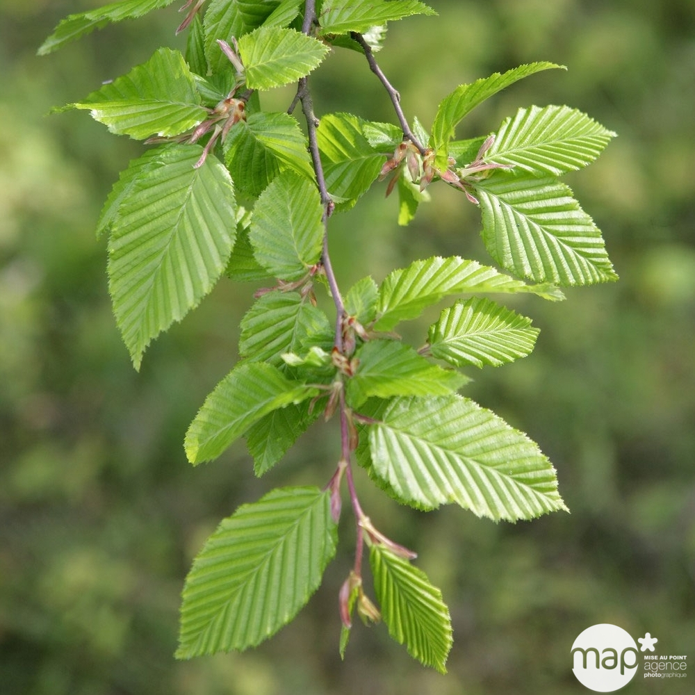 Carpinus betulus : ctr 25L