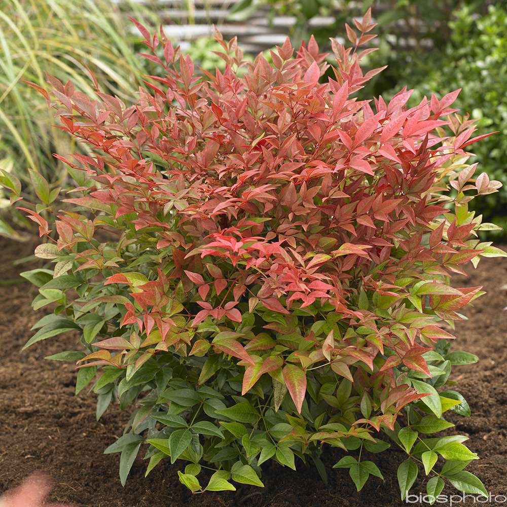 Nandina Domestica 'Obsessed Â®':C4,5L