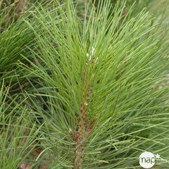 Pinus nigra 'Green Tower': H. 70/80 cm ctr 10L