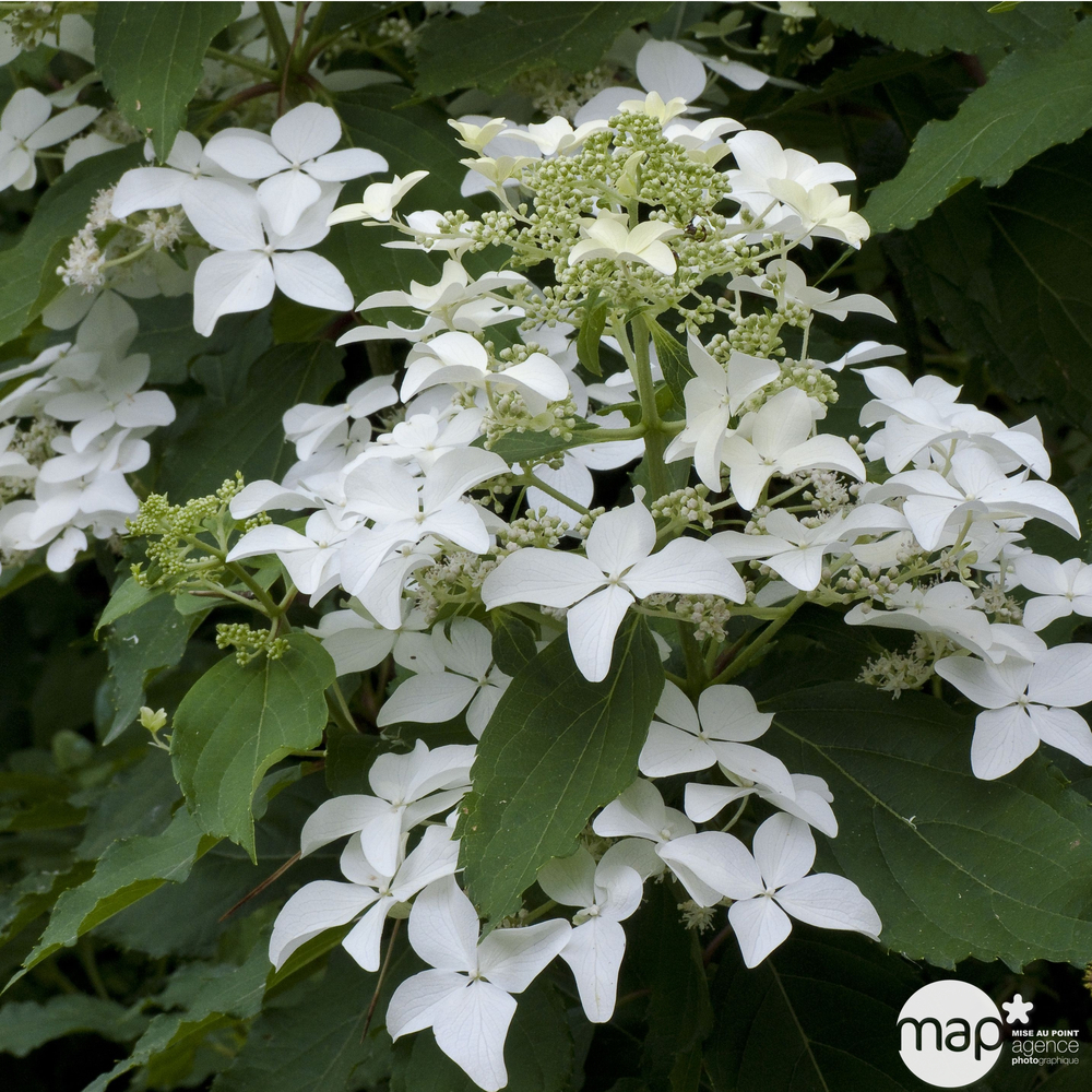 Hydrangea Kyushu : H. 50/60 cm ctr 5L (blanche)