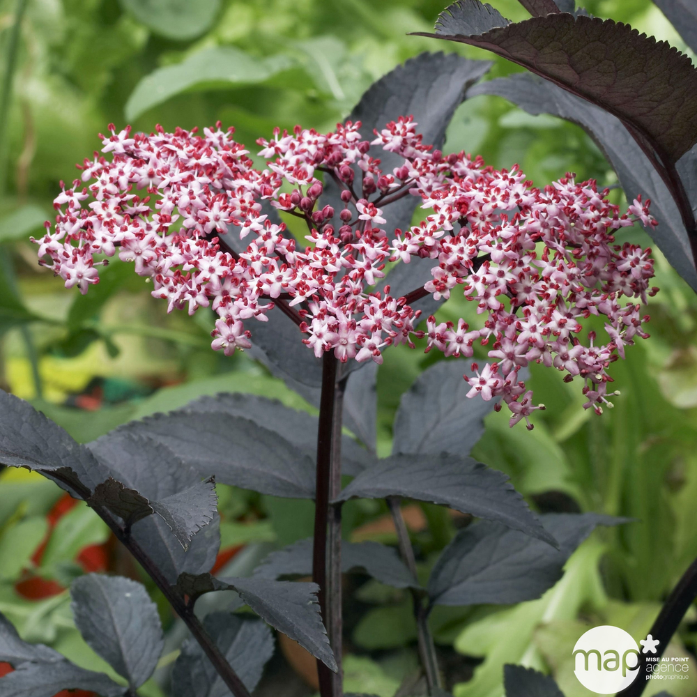 Sambucus nigra 'Black Beauty': H. 5/60 cm ctr 5L