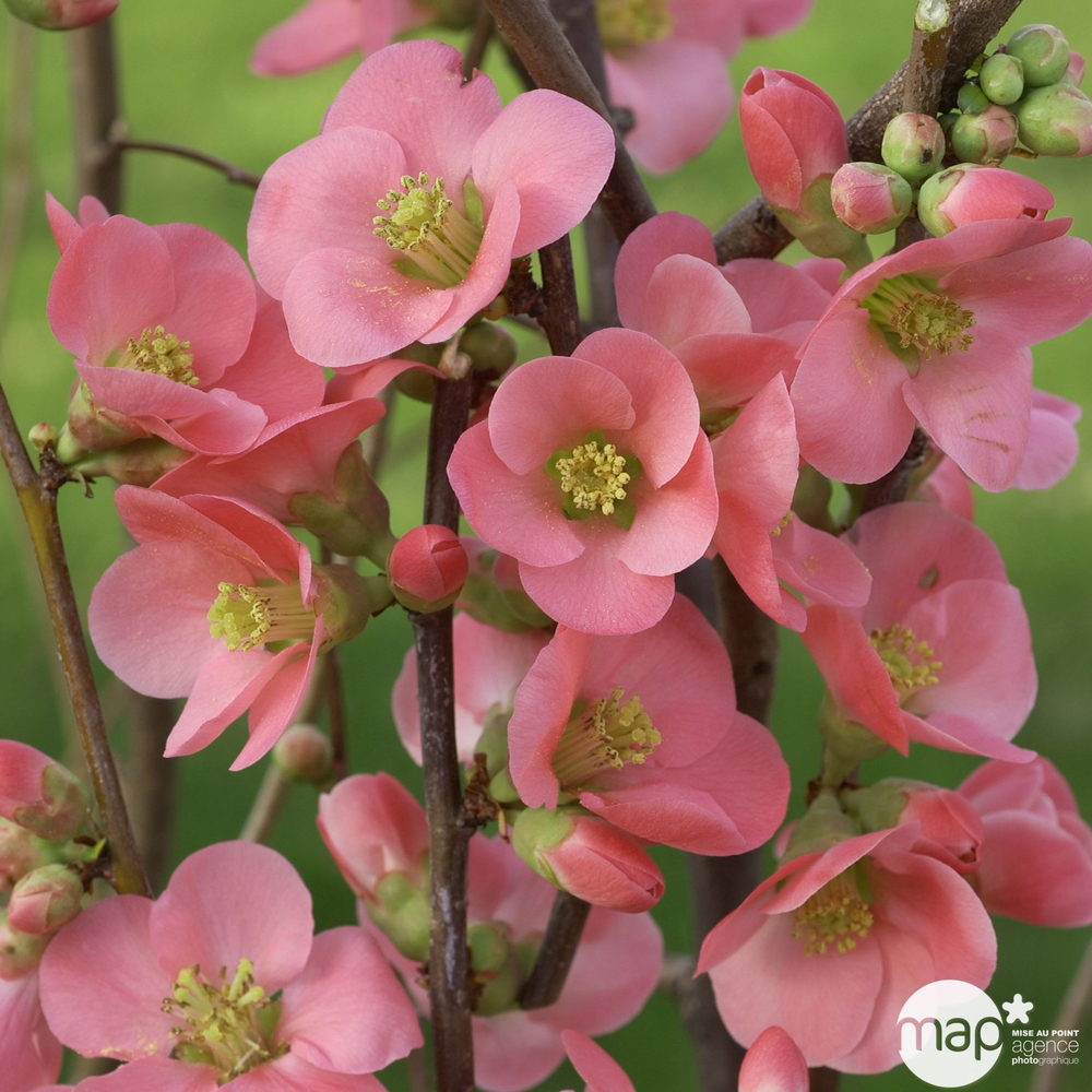 Chaenomeles varié Pot 4,5L