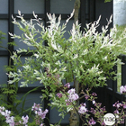 Salix integra ' Hakuro Nishiki ' : tige 180 cm ctr 15L