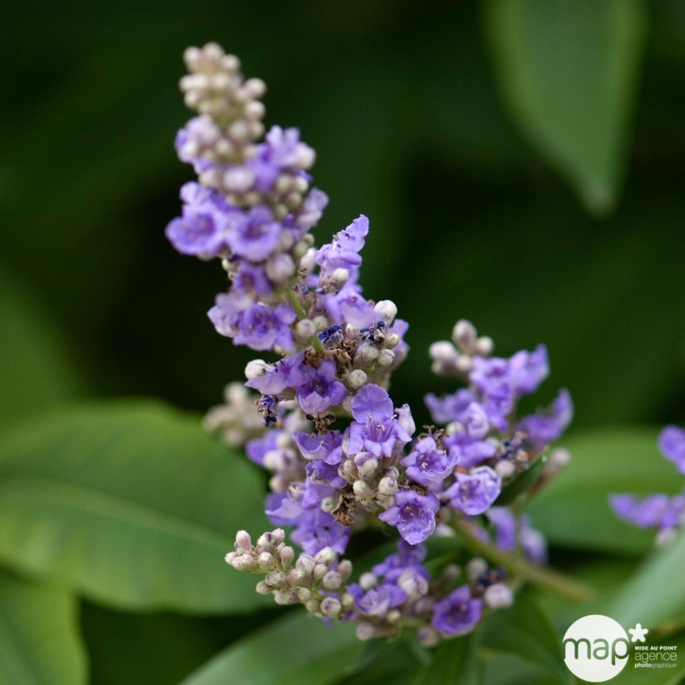 Vitex agnus-castus : H 80/100 cm ctr 10L