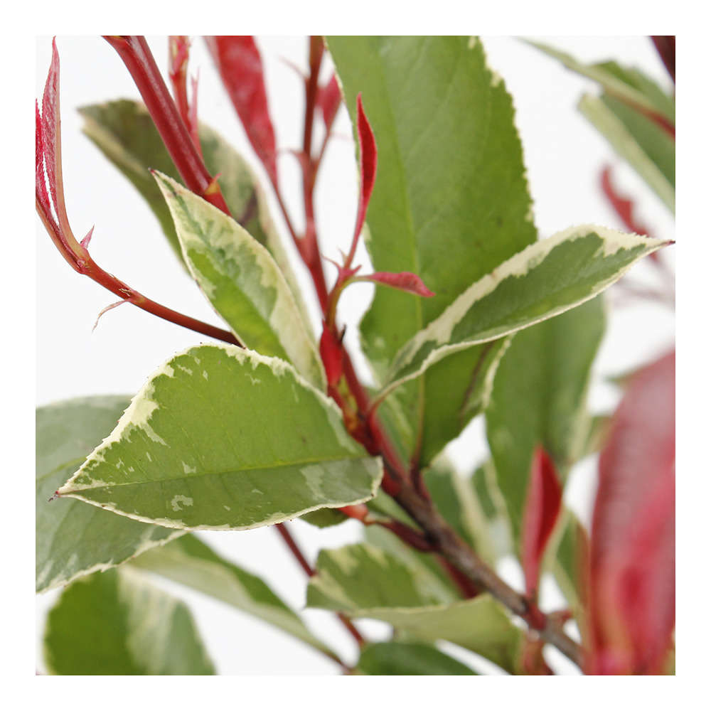 Photinia x fraseri ' Pink Marble ': H. 1/125 cm ctr 15L
