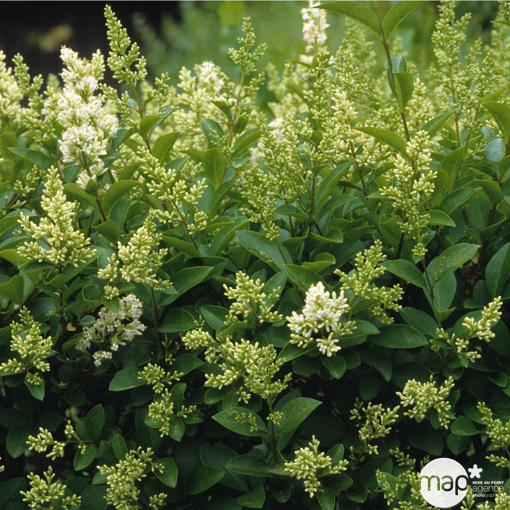 Ligustrum japonicum : H. 125/150 cm ctr 15L