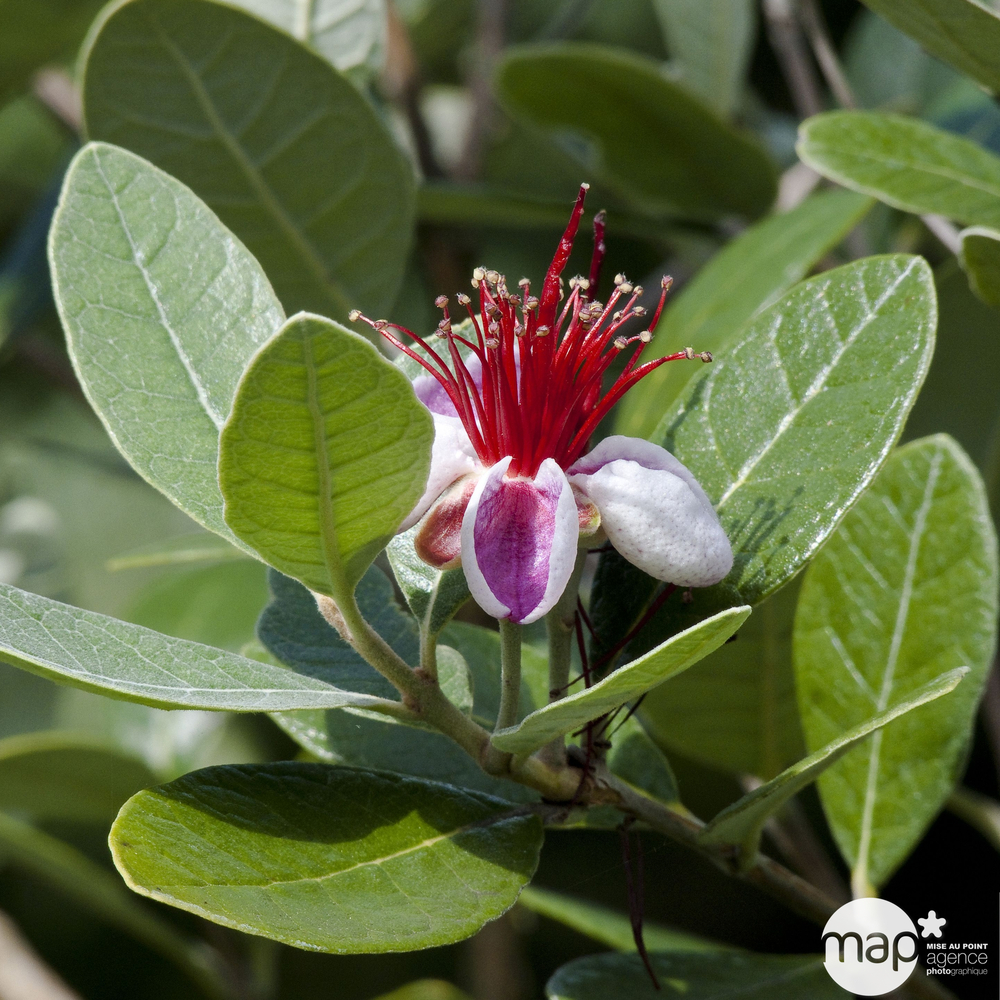 Feijoa Sellowiana : pot de 7 litres