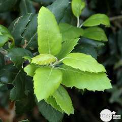 Quercus ilex : touffe H. 125/150 cm ctr 12L