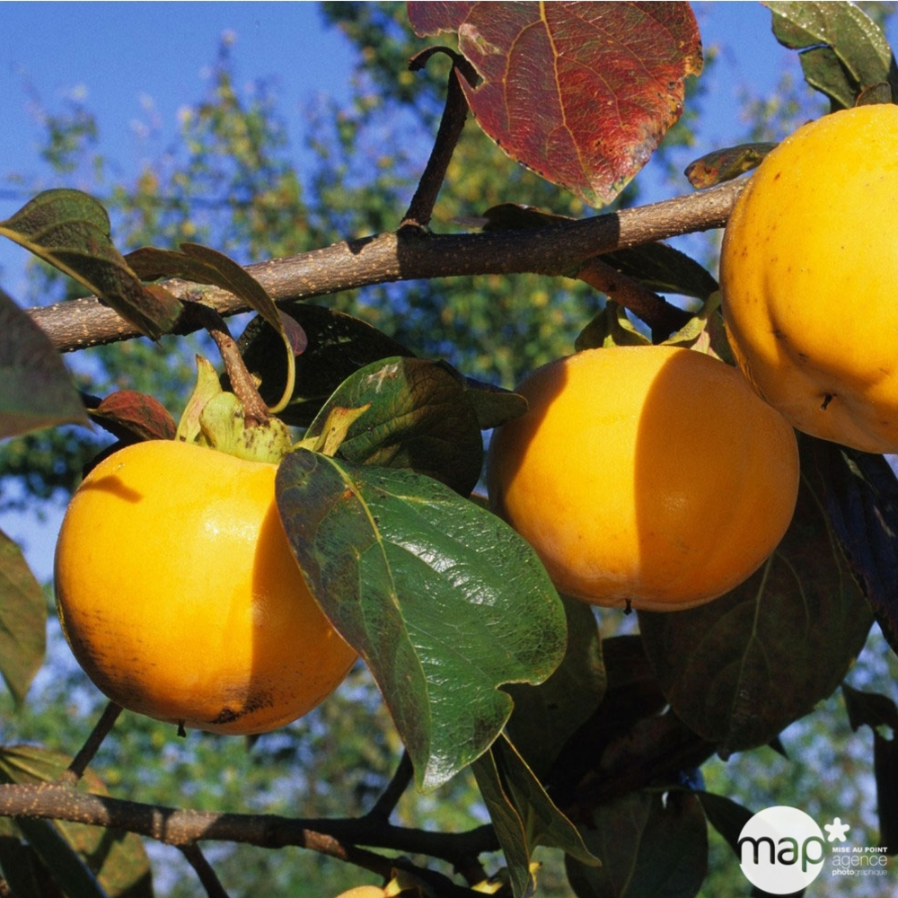 Diospyros kaki : demi tige C18L
