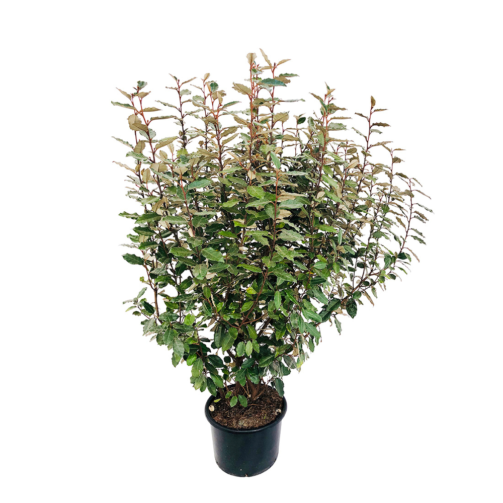 Elaeagnus x ebbingei 'Compacta':H120cm C8L