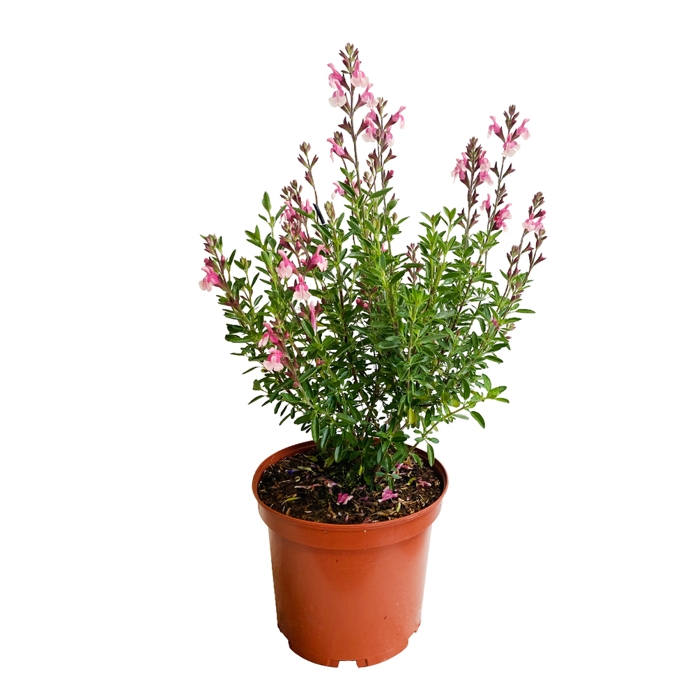 Salvia : pot de 5 L - en touffe