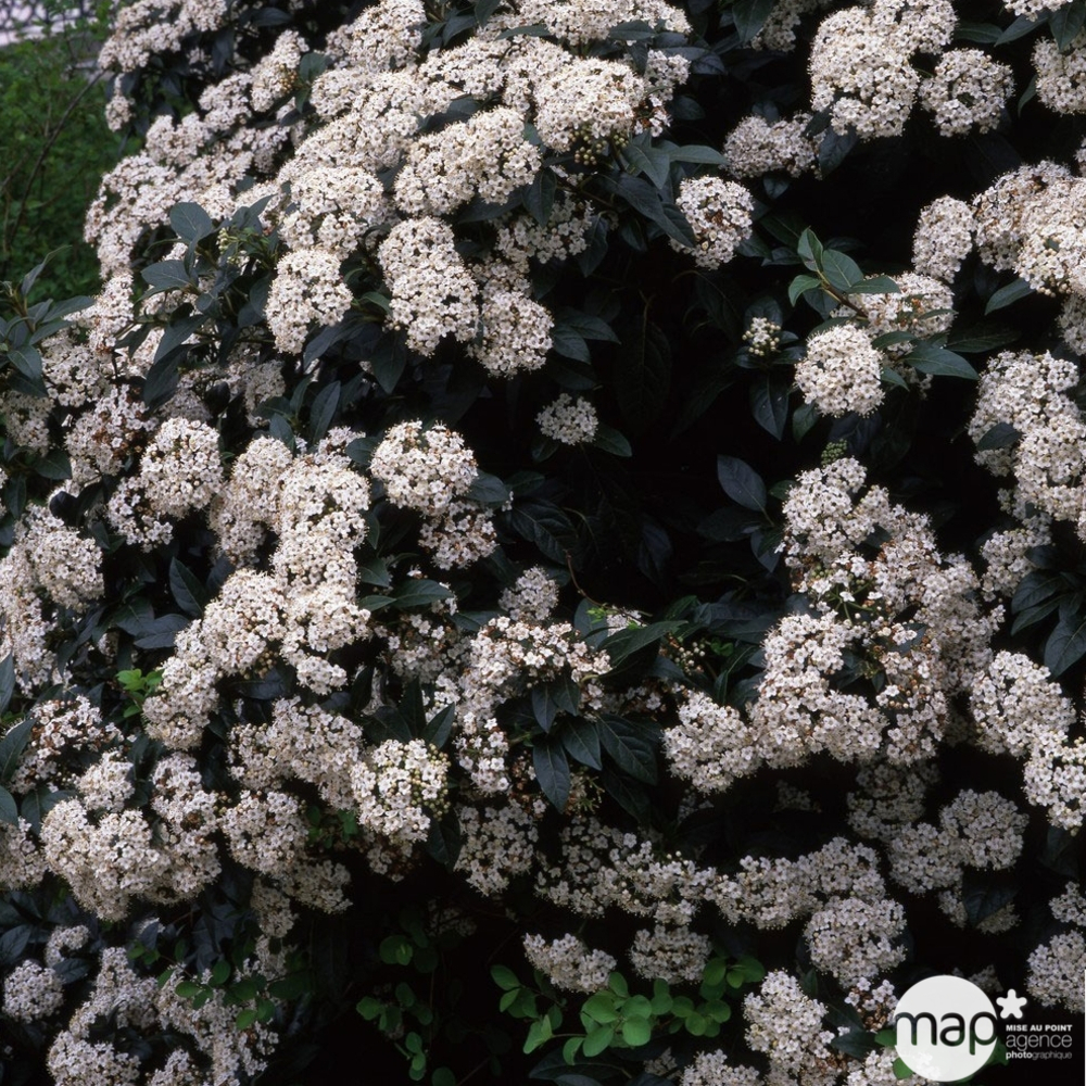Viburnum tinus : touffe ctr 5L